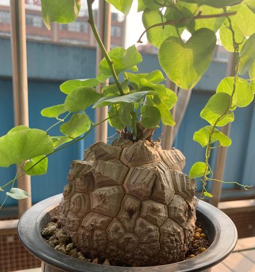龙牙龟甲仙人球的养护技巧有哪些？
