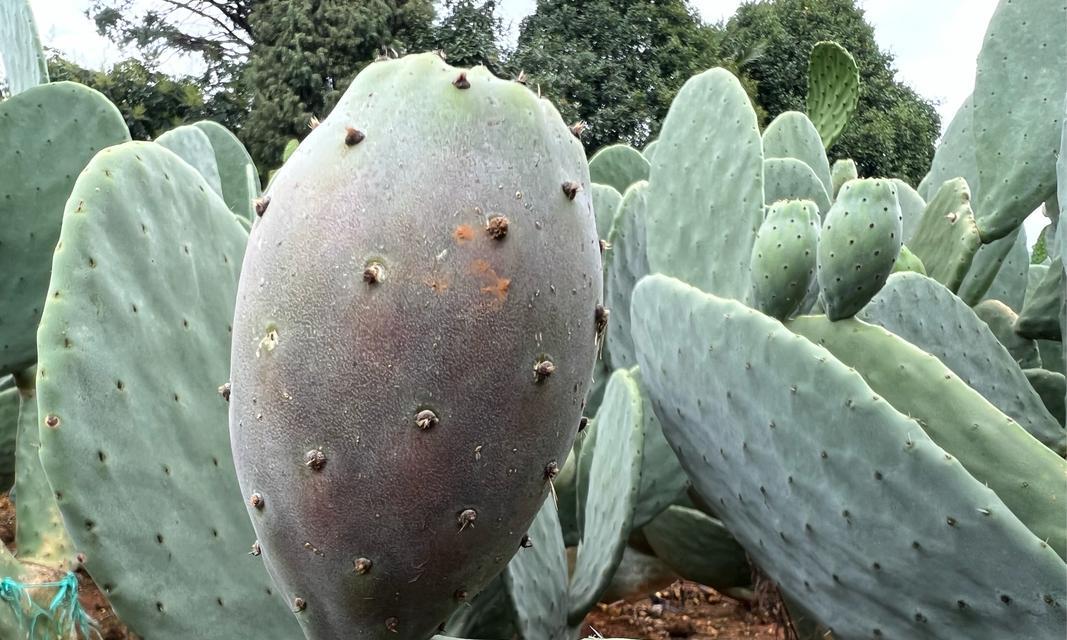 仙人掌糯米球种植方法是什么？