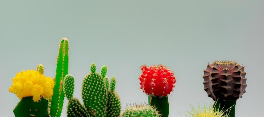 仙人掌糯米球种植方法是什么？