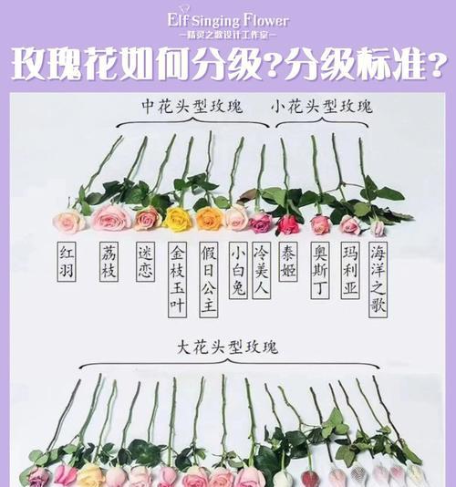 玫瑰花如何纹花才能更美观？有哪些技巧？