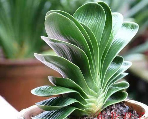 君子兰短圆苗的种植技巧有哪些？最佳种植方法是什么？