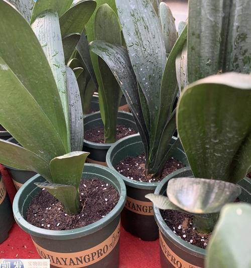 君子兰短圆苗的种植技巧有哪些？最佳种植方法是什么？