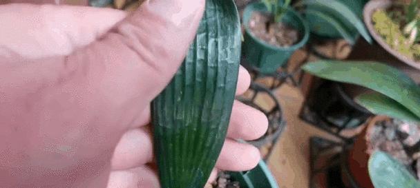 君子兰短圆苗的种植技巧有哪些？最佳种植方法是什么？