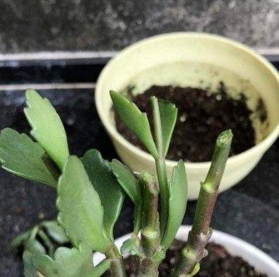 君子兰枝条拔高有什么技巧？