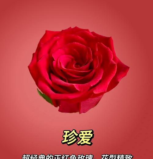 玫瑰花中哪个品种最迷人？