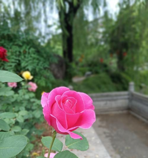 玫瑰花中哪个品种最迷人？