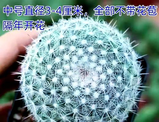 秀普仙人球种植步骤和注意事项？