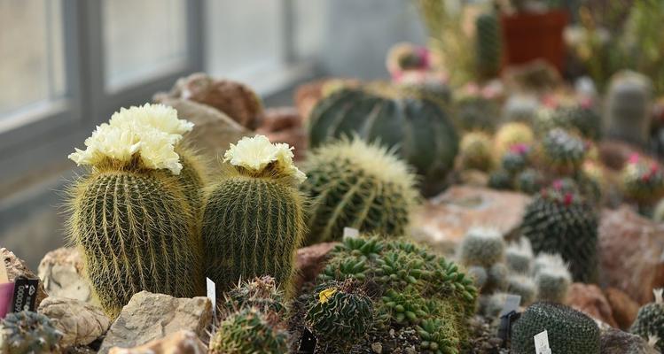 秀普仙人球种植步骤和注意事项？