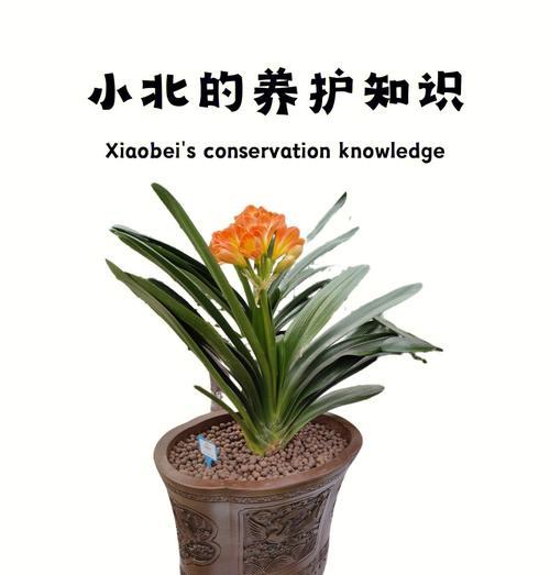 君子兰黑金刚翻瓣的养护技巧是什么？