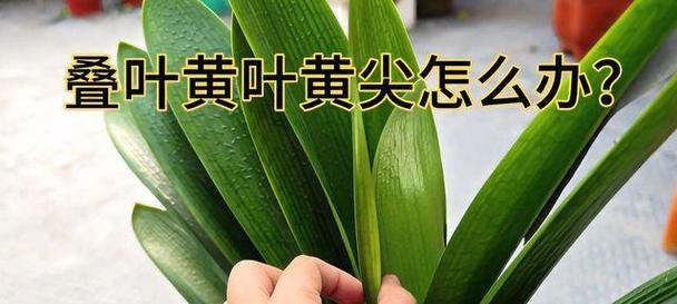 君子兰叶子发黄怎么办？如何预防君子兰叶子变黄？