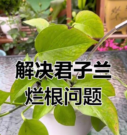 君子兰叶子发黄怎么办？如何预防君子兰叶子变黄？