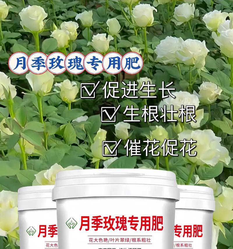 干枯玫瑰花需要什么肥料？如何正确施肥？