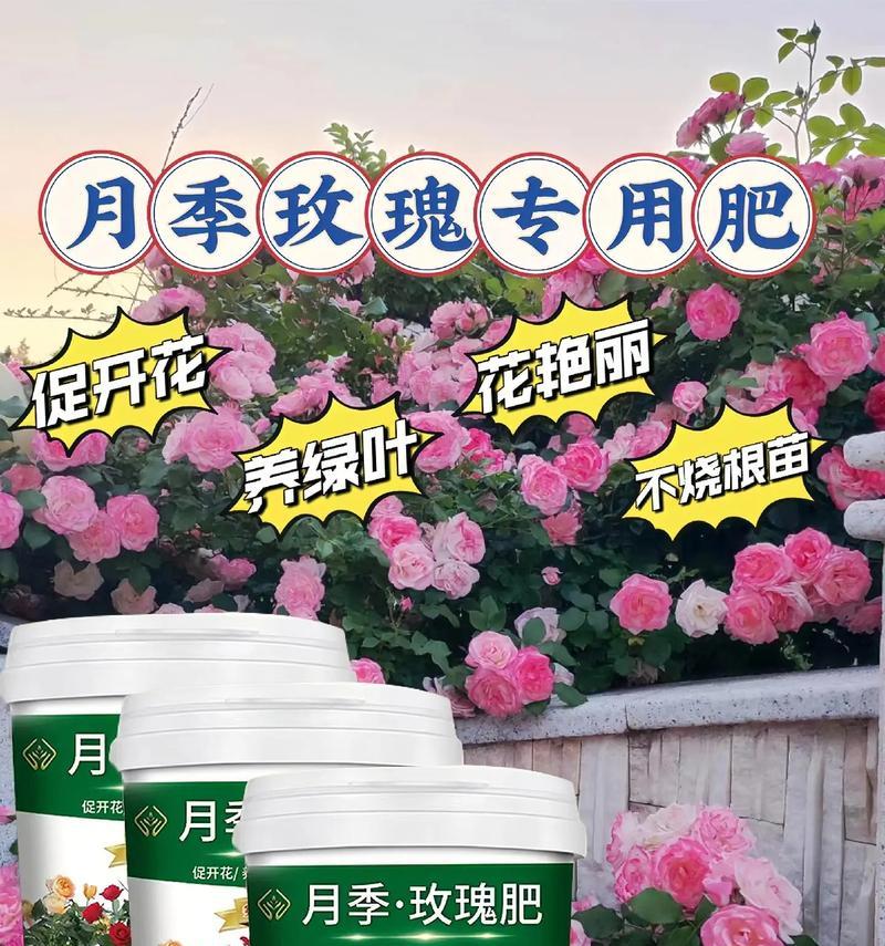 干枯玫瑰花需要什么肥料？如何正确施肥？