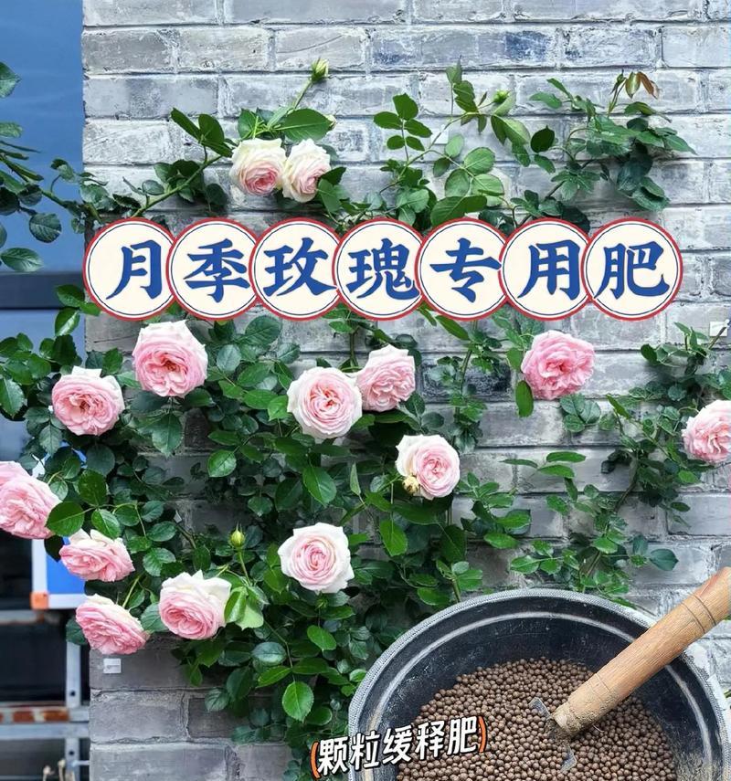 干枯玫瑰花需要什么肥料？如何正确施肥？