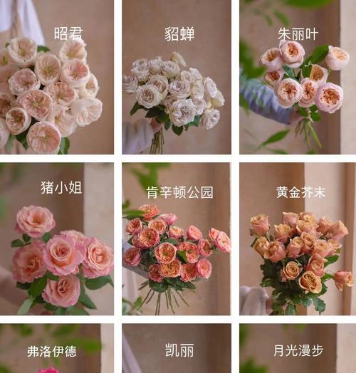 哪些玫瑰花品种特别美丽？如何挑选和养护？