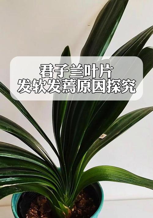 枯叶种植君子兰的方法和注意事项有哪些？