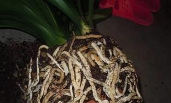 枯叶种植君子兰的方法和注意事项有哪些？