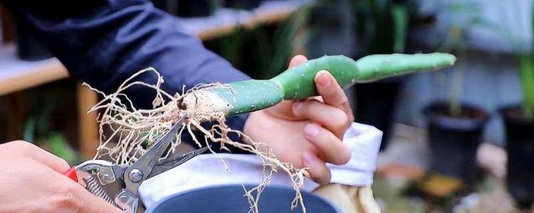 老桩无刺仙人掌苗的养护方法是什么？如何确保其健康生长？