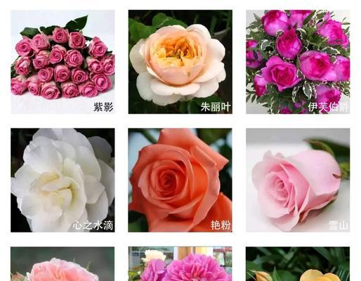 哪种玫瑰花品种最值得购买？购买玫瑰花品种时应注意什么？
