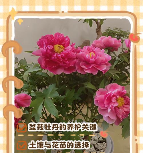 牡丹花组装老桩的养护方法有哪些？