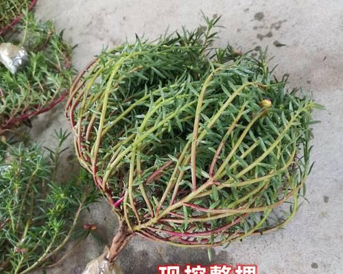 牡丹花组装老桩的养护方法有哪些？