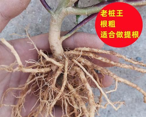 牡丹花组装老桩的养护方法有哪些？