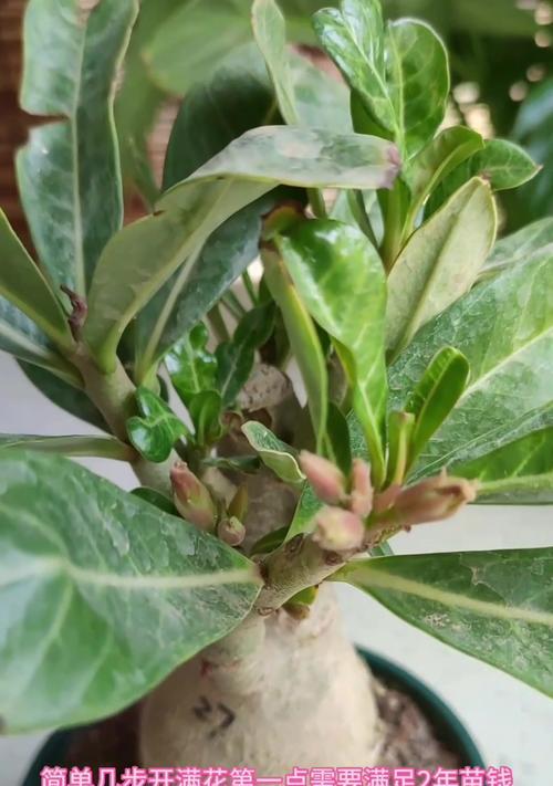 玫瑰花未开花时像什么？如何促进其开花？