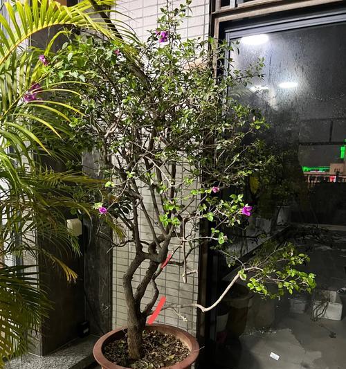 白色牡丹花老桩如何修剪？有哪些技巧可以让它更美观？