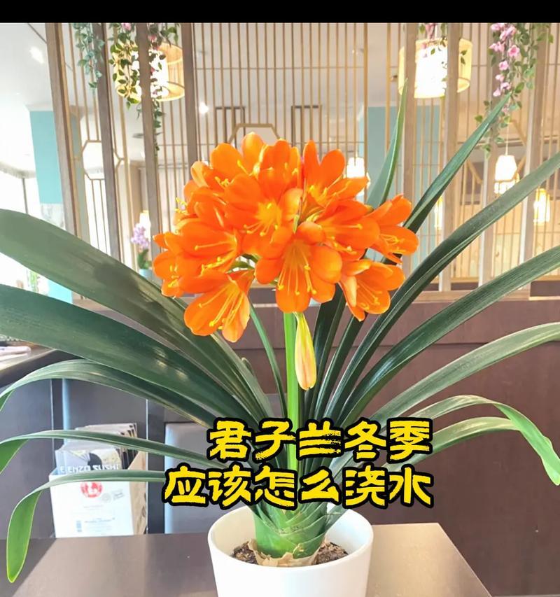 君子兰的土壤选择有哪些讲究？