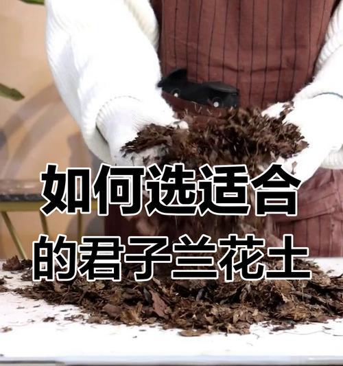 君子兰的土壤选择有哪些讲究？