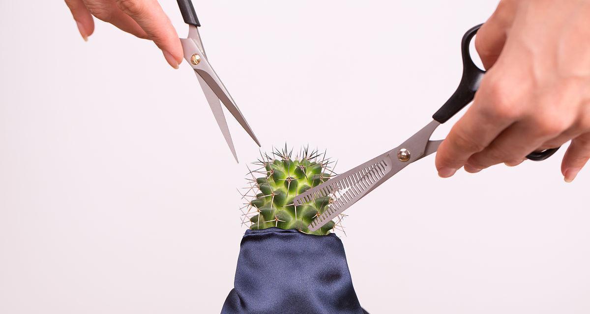 仙人掌剪刀如何使用？剪出立式仙人掌的技巧是什么？