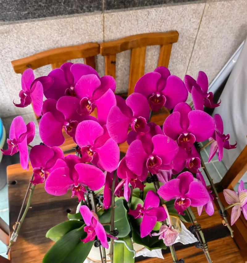 君子兰为何会开出黄色的花？