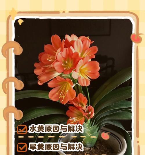 君子兰为何会开出黄色的花？