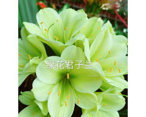 绿花君子兰的养护方法是什么？需要注意什么？