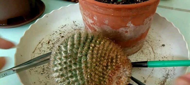 塘泥种仙人球的正确步骤是什么？