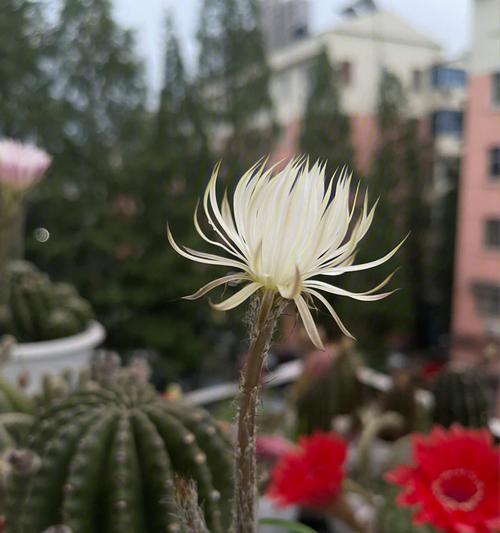 塘泥种仙人球的正确步骤是什么？