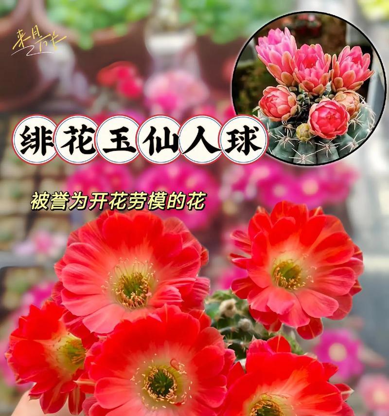 般若龟甲仙人球的养殖难度和方法是什么？