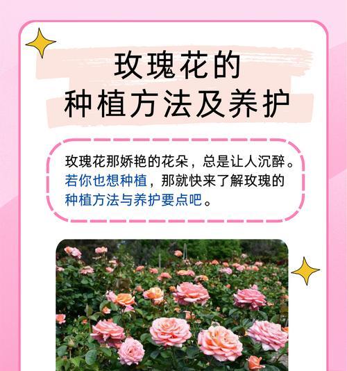 买菜送的玫瑰花如何长期保持新鲜？