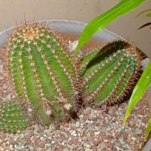 椰壳养仙人球有哪些秘诀？