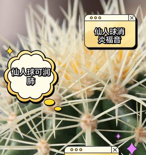 哪些仙人球品种可以区分公母？如何辨别仙人球的性别？
