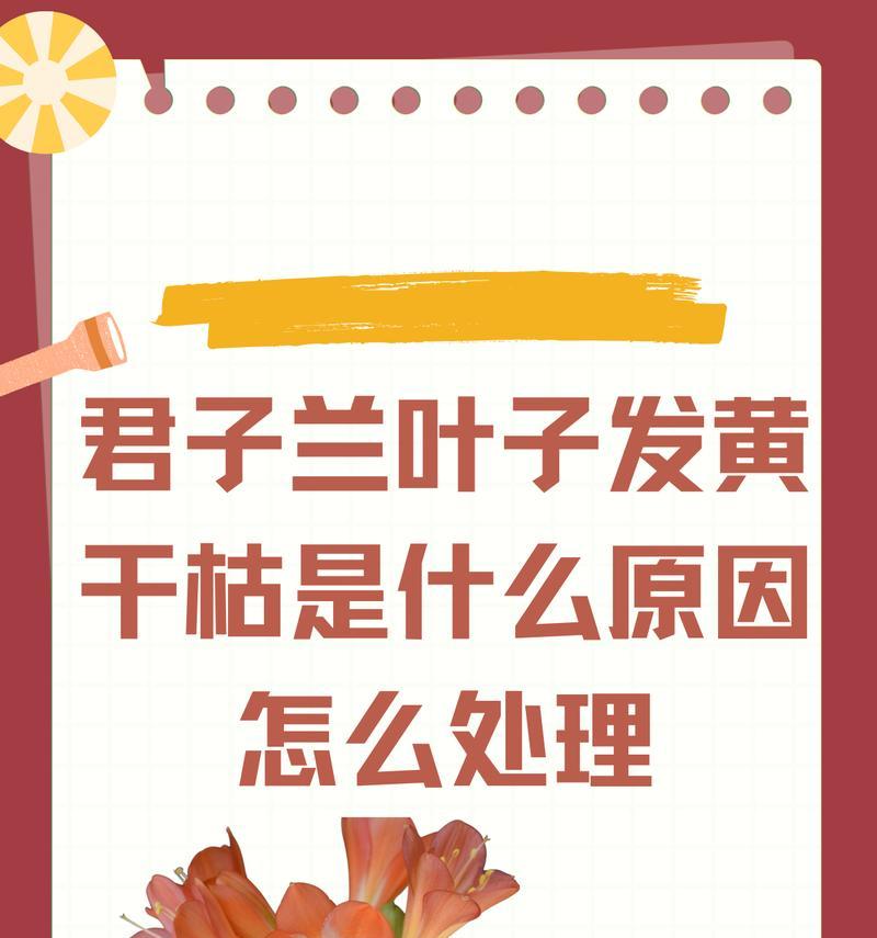 君子兰剪叶的最佳时机是什么时候？如何正确剪叶保持君子兰健康？