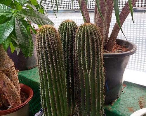小盆栽仙人球的种植技巧是什么？