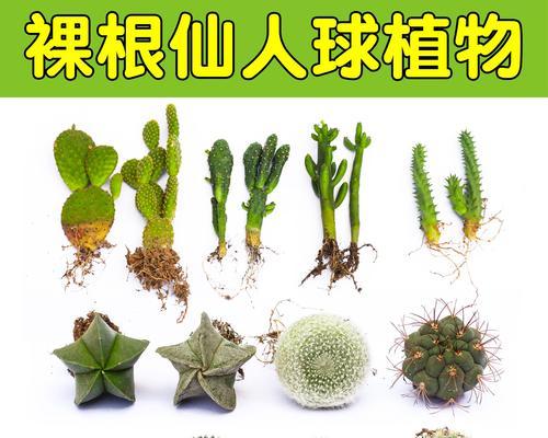 小盆栽仙人球的种植技巧是什么？
