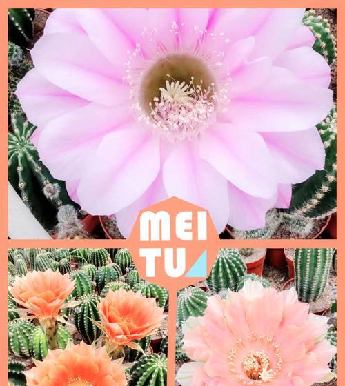仙人球开花需要哪种光照条件？