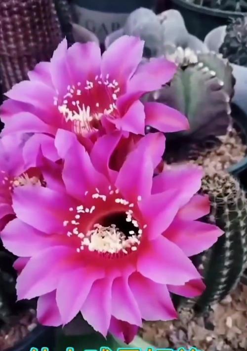 仙人球开花需要哪种光照条件？
