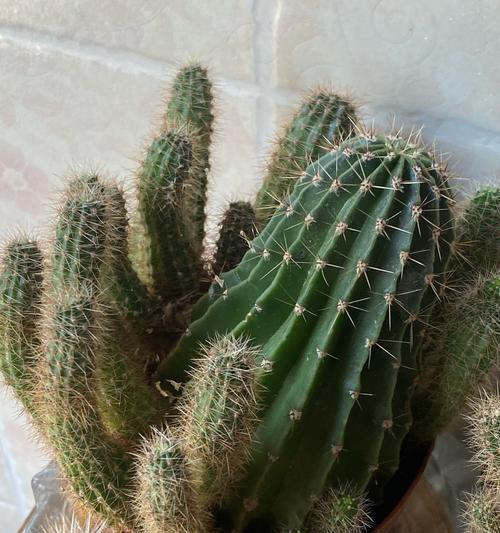 仙人球开花需要哪种光照条件？