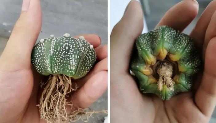 仙人球快速生根的养殖技巧是什么？