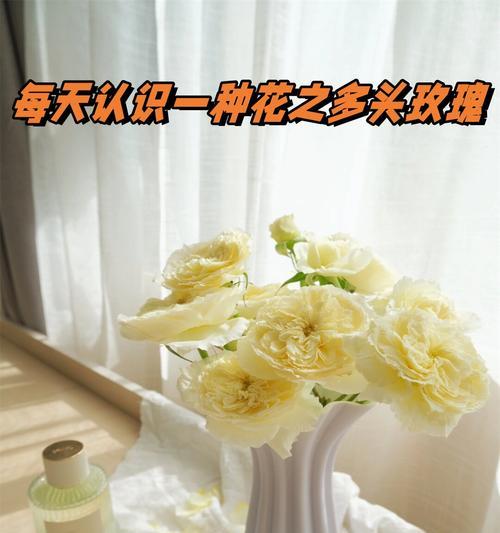 玫瑰花卉的别称有哪些？