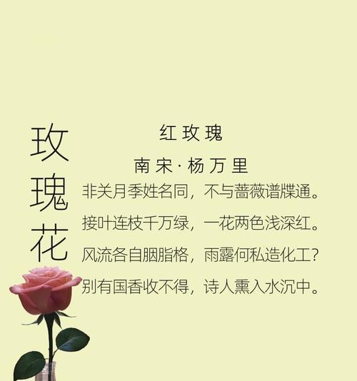 玫瑰花卉的别称有哪些？