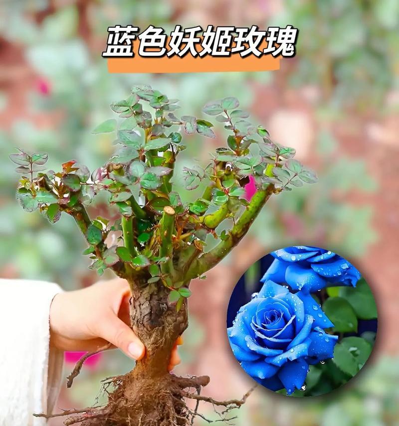 玫瑰花冰蓝怎么养殖？养殖过程中有哪些特别的技巧？
